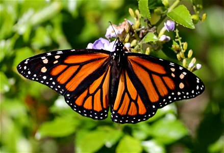 MONARCH (Danaus plexippus) (11-26-2022) nat butterfly center, hidalgo co, tx -01