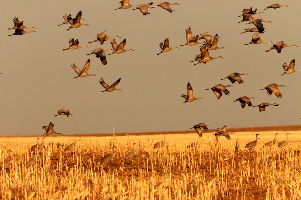 Sandhill Cranes Huron Wetland Management District South Dakota