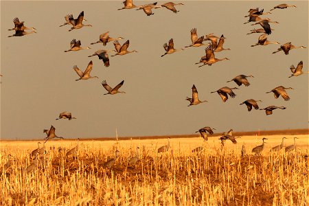 Sandhill Cranes Huron Wetland Management District South Dakota photo