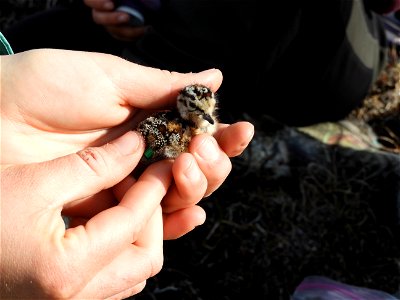Banded sandpiper chick