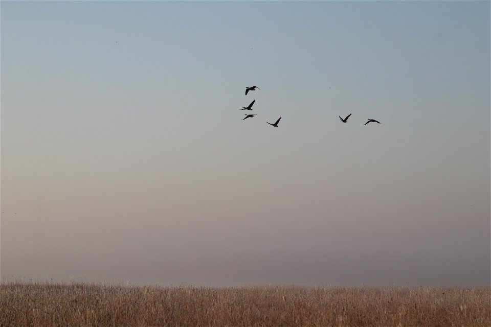 Canada Geese Owens Bay Lake Andes National Wildlife Refuge South Dakota