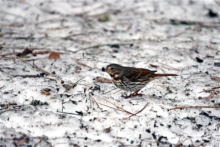 Fox sparrow in the snow photo