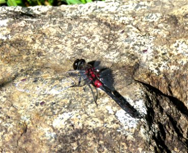 WHITEFACE, CRIMSON-RINGED (Leucorrhinia glacialis) (7-21-2021) 5100 ft, sanger lake,smith river nat rec area, del norte co, ca -01