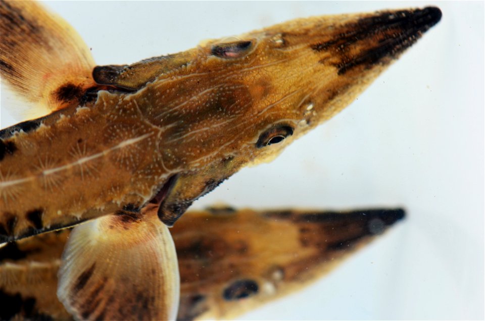 Juvenile Lake Sturgeon
