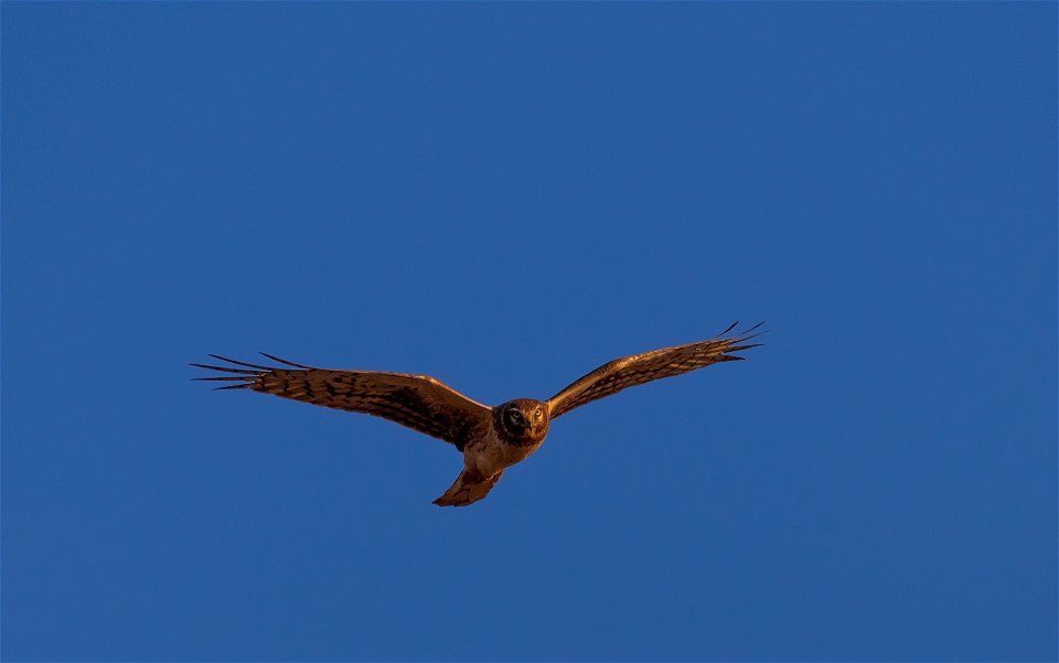 Northern harrier