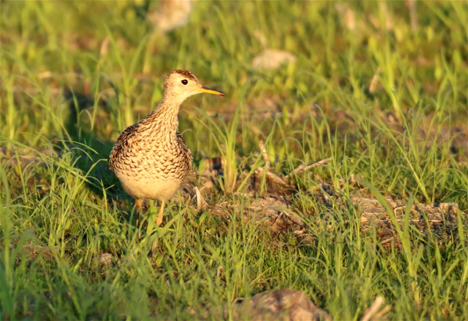 Upland Sandpiper Tewaukon National Wildlife Refuge