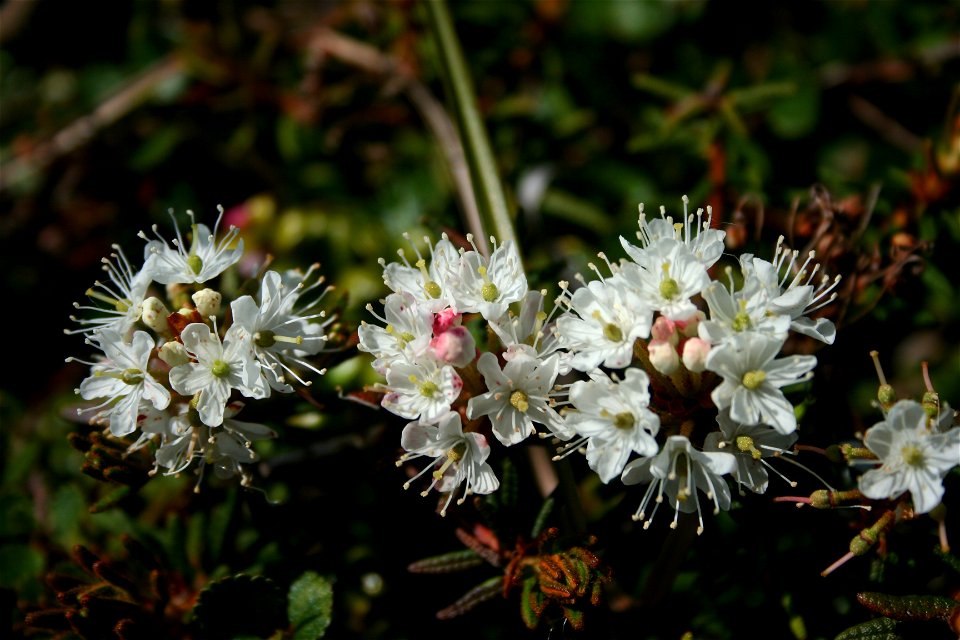 Labrador Tea photo