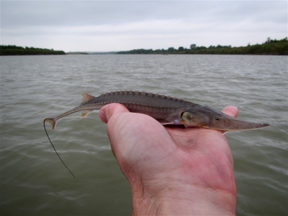 Juvenile Pallid Sturgeon photo