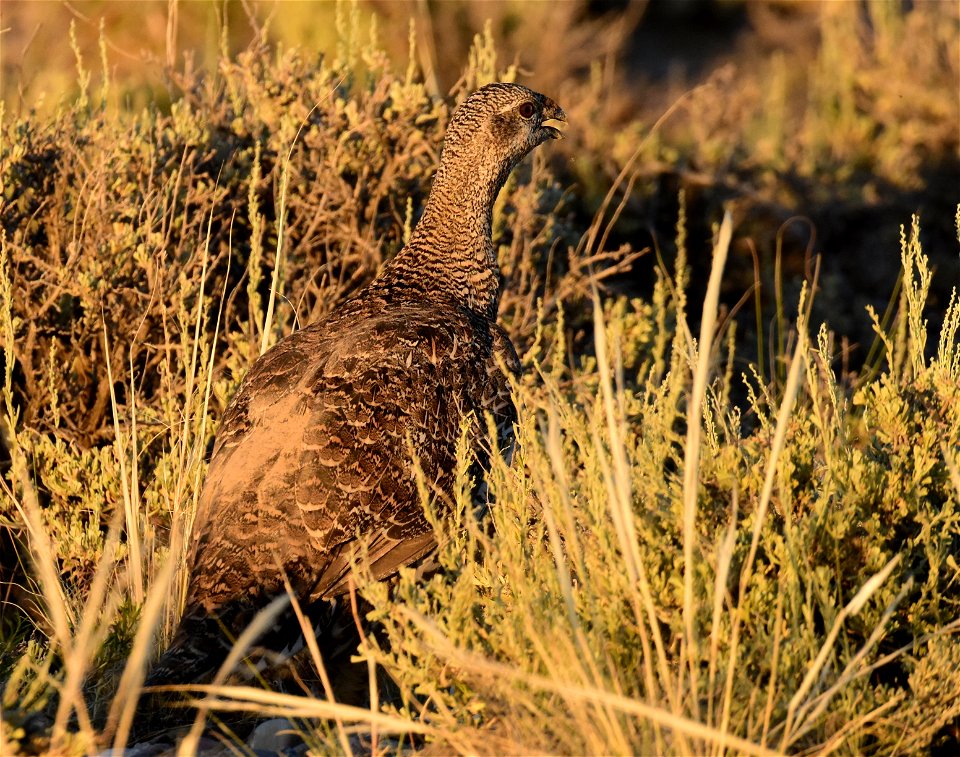 Greater sage-grouse at Seedskadee National Wildlife Refuge