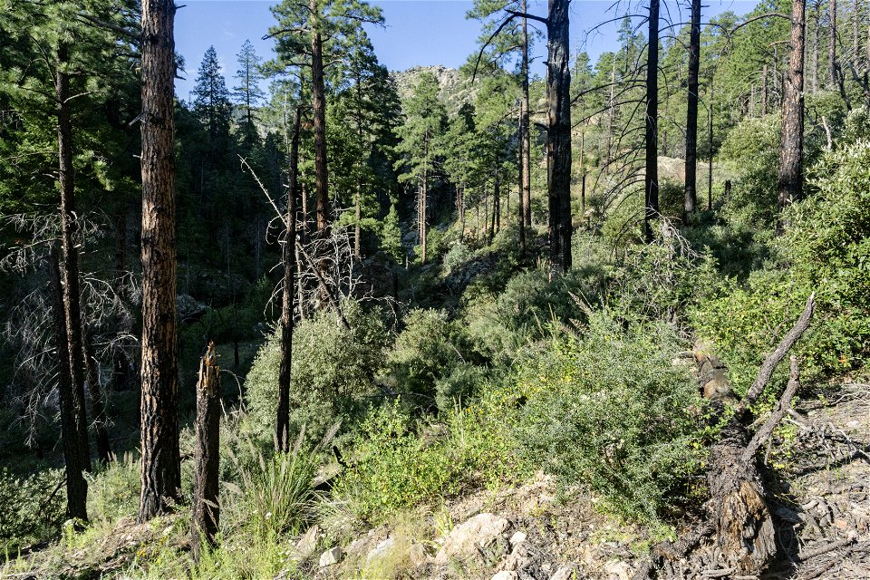 Upper Percha Creek