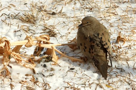 Mourning Dove Huron Wetland Management District