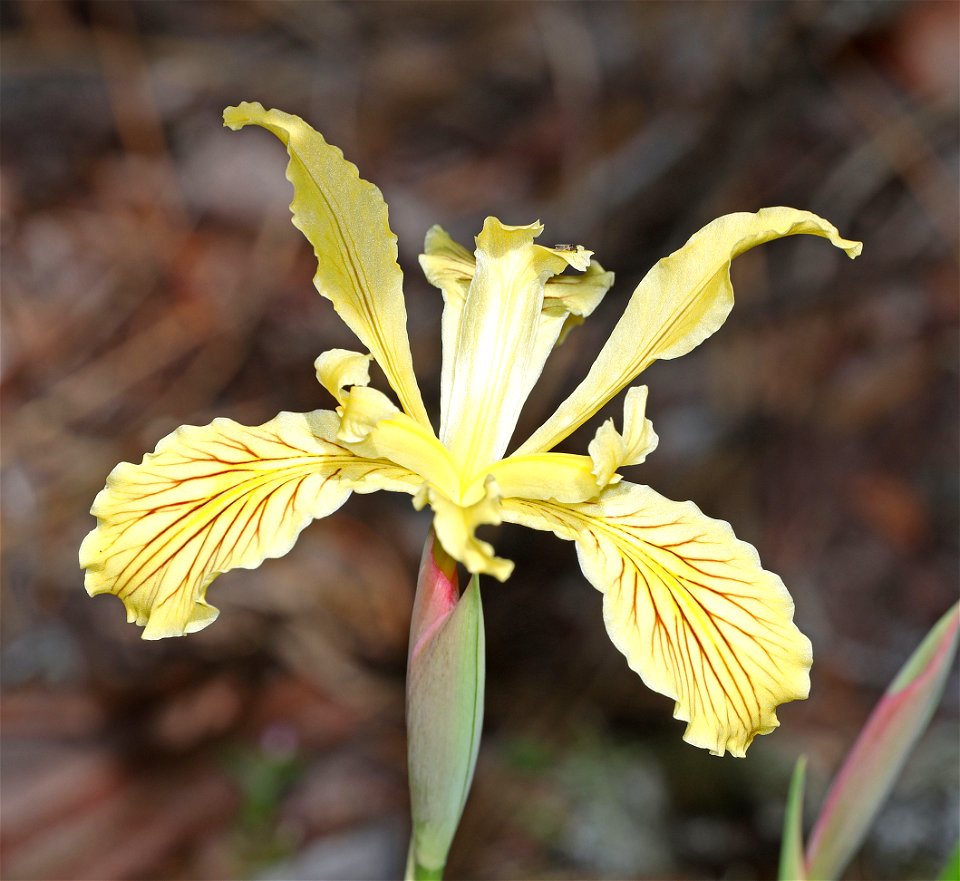 Iris chrysophylla (Yellowleaf Iris) (05-15-2022) howell botanical drive, middle of days gulch bot area, 8 dollar road, josephine co, or-01