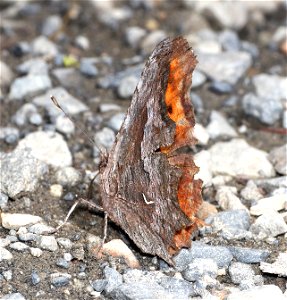 COMMA, HOARY (Polygonia gracilis) (07-19-2022) hart pass-slate peak, okanogan co, wa -05 photo