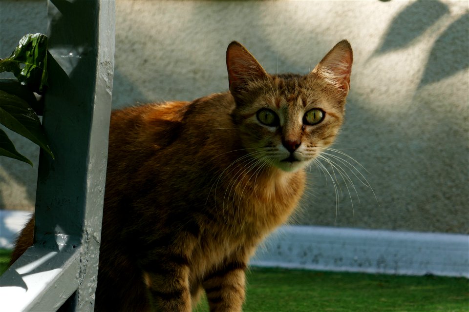 independent-cats_2017_0624_082808(1)
