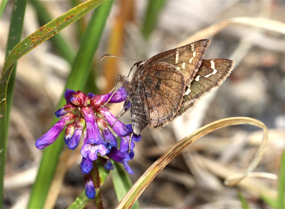 CLOUDYWING, AEMILEA MEXICAN (Thorybes aemilea) (07-04-2022) 6350 ft, three creek meadow campground, south of sisters, deschutes co, or -01