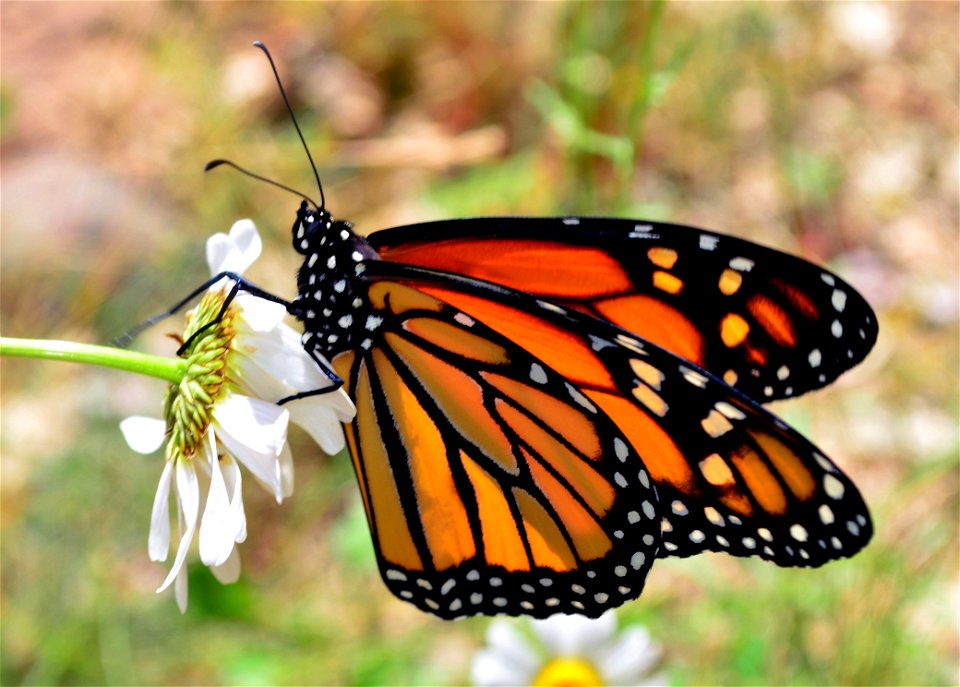 Monarch butterfly drying out it's wings after emerging from chrysalis in Wisconsin photo