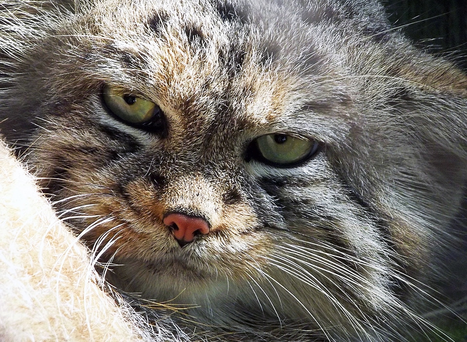 Beast cat manul