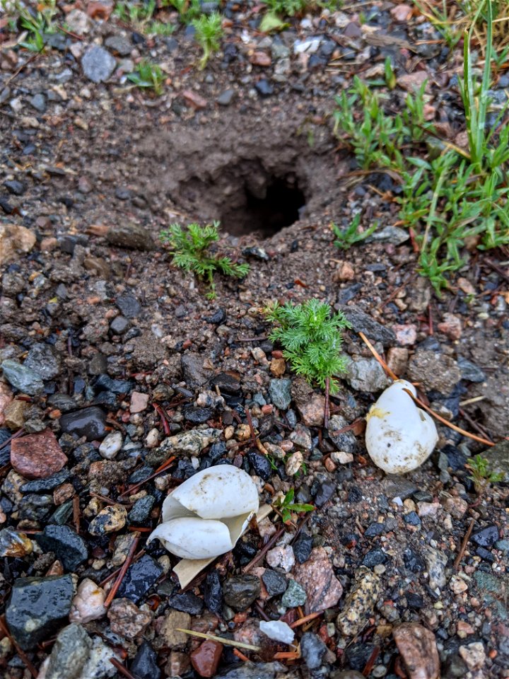 The remains of a raided turtle nest