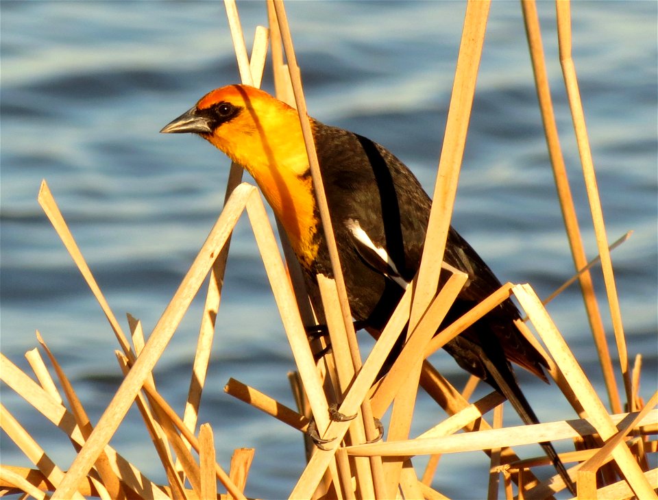 Yellow-headed blackbird