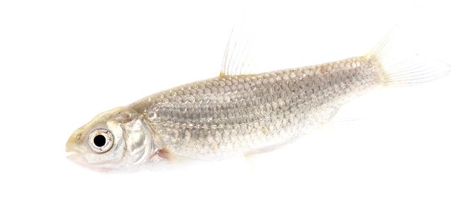 Grass Carp (Ctenopharyngodon idella), Juvenile-2