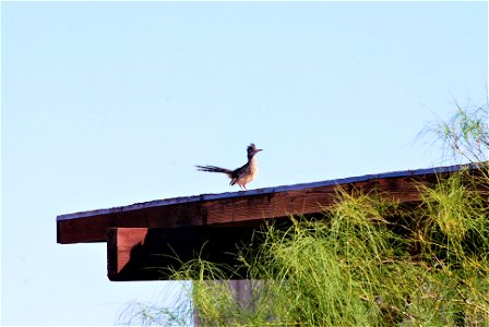 Roadrunner on top of a building