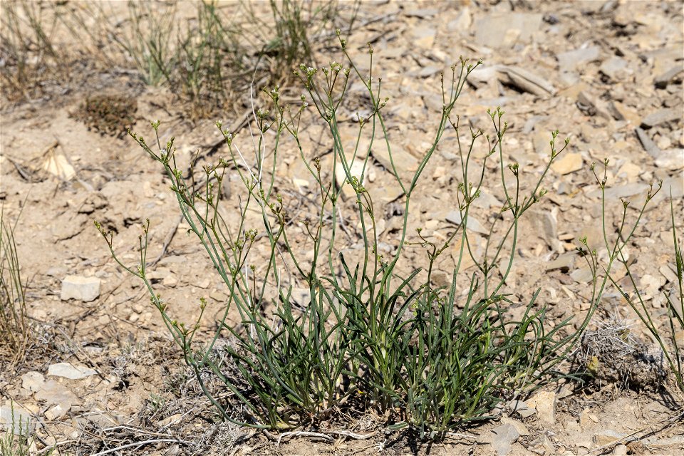 Eriogonum lonchophyllum