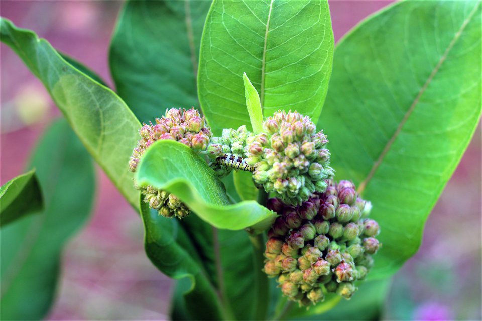 Hiding Monarch Caterpillar photo