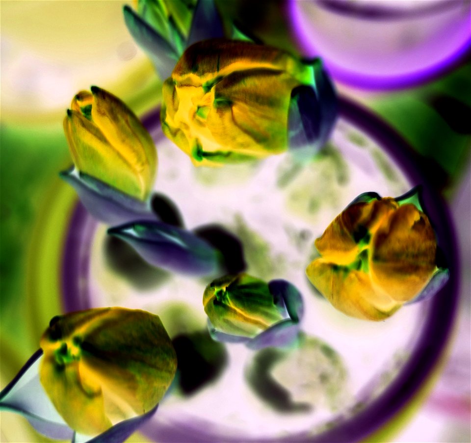 tulips_lalele-2023_0227_201728