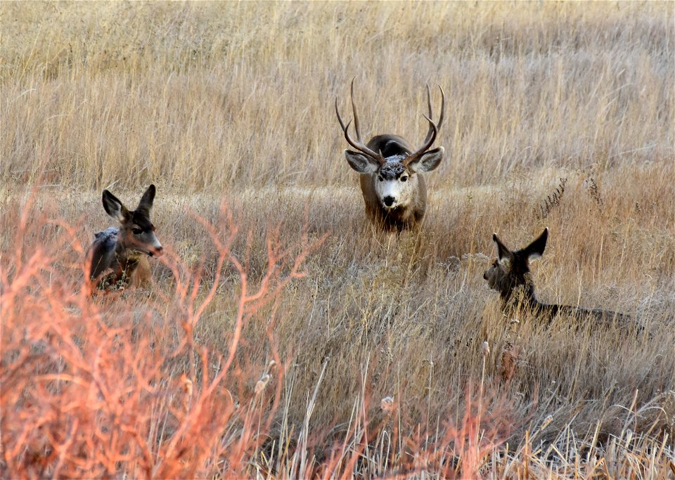 Mule deer at Seedskadee National Wildlife Refuge