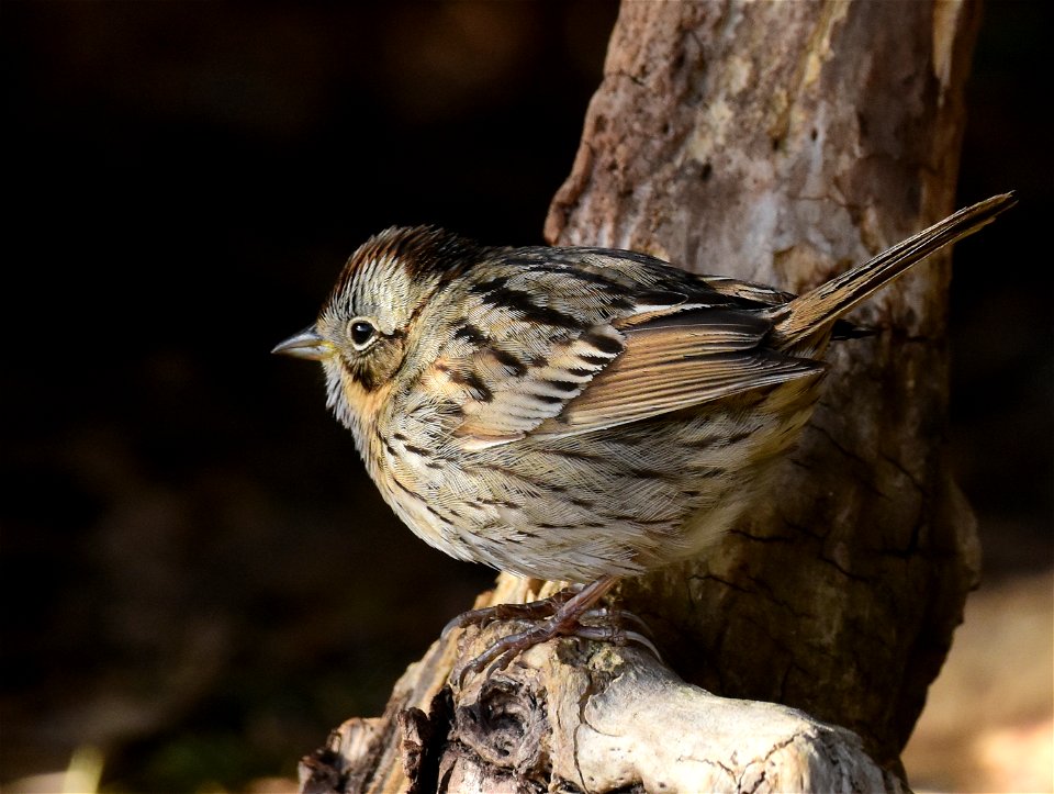 Lincoln's sparrow on Seedskadee National Wildlife Refuge