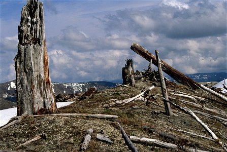 Gifford Pinchot National Forest, Mt St Helens NVM, Blast Zone.jpg