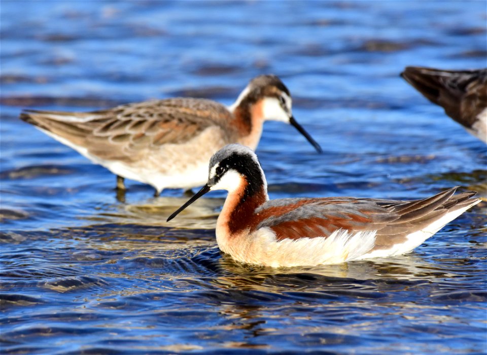 Wilson's phalarope at Seedskadee National Wildlife Refuge