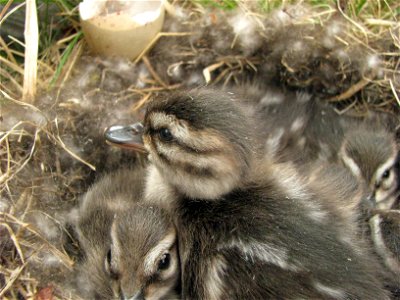 Pintail duckling close-up photo