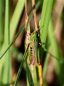 Grasshopper_02 photo