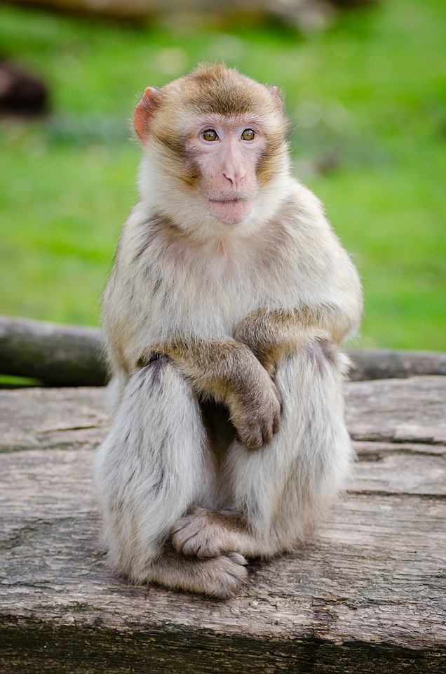 Barbary ape on the rock