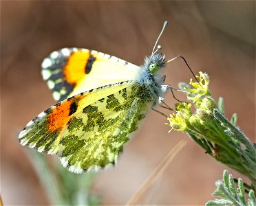 ORANGETIP, DESERT (Anthrocharis cethura) (03-11-2023) filmore cyn, dripping springs nat area, dona ana co, nm -03 (1)