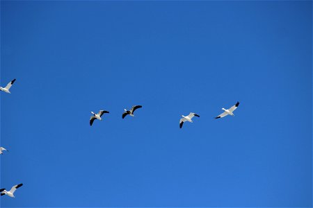 Snow Geese Lake Andes Wetland Management District South Dakota photo