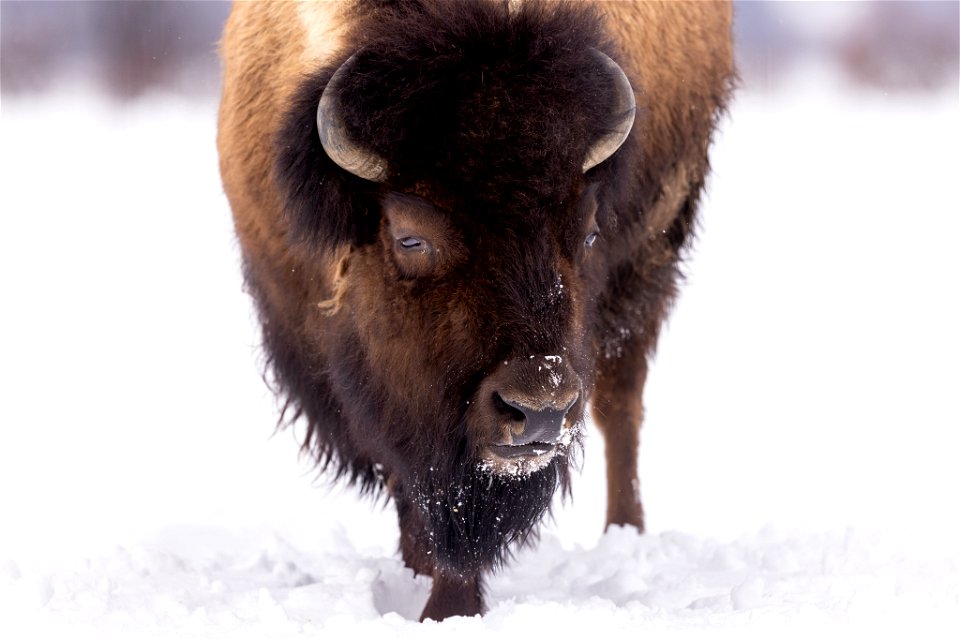 Wood bison in the snow