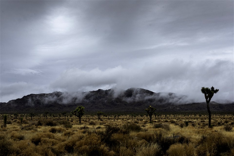 Clouds over Queen Mountain and Joshua trees photo