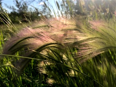 2022/365/181 This Lovely Foxtail Grass photo