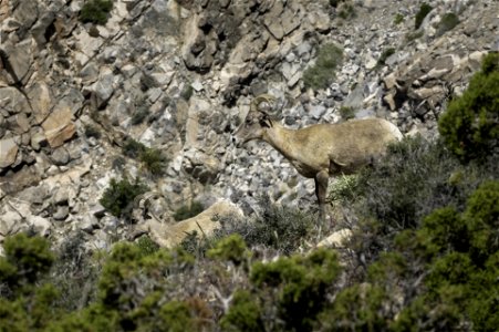 Desert Bighorn sheep (Ovis candensis nelsoni) near Keys View