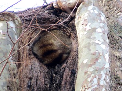 Napping Raccoon photo