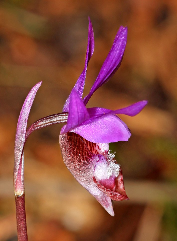 Calypso bulbosa (Fairy slipper) (3-21-2022) tolowa dunes state park, del norte co, ca -05