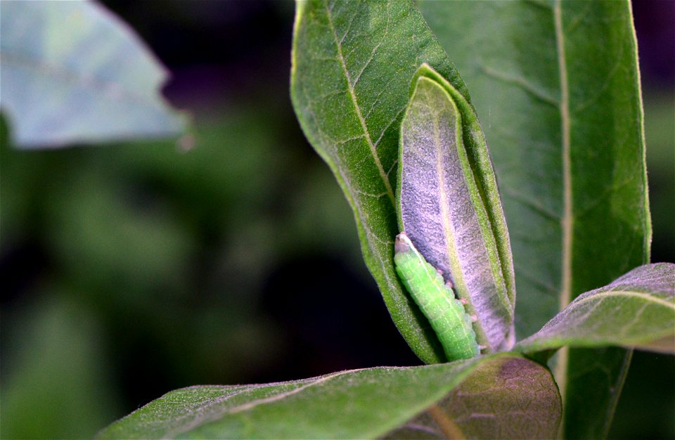 What we think is a white-dotted prominent caterpillar hiding between milkweed leaves.