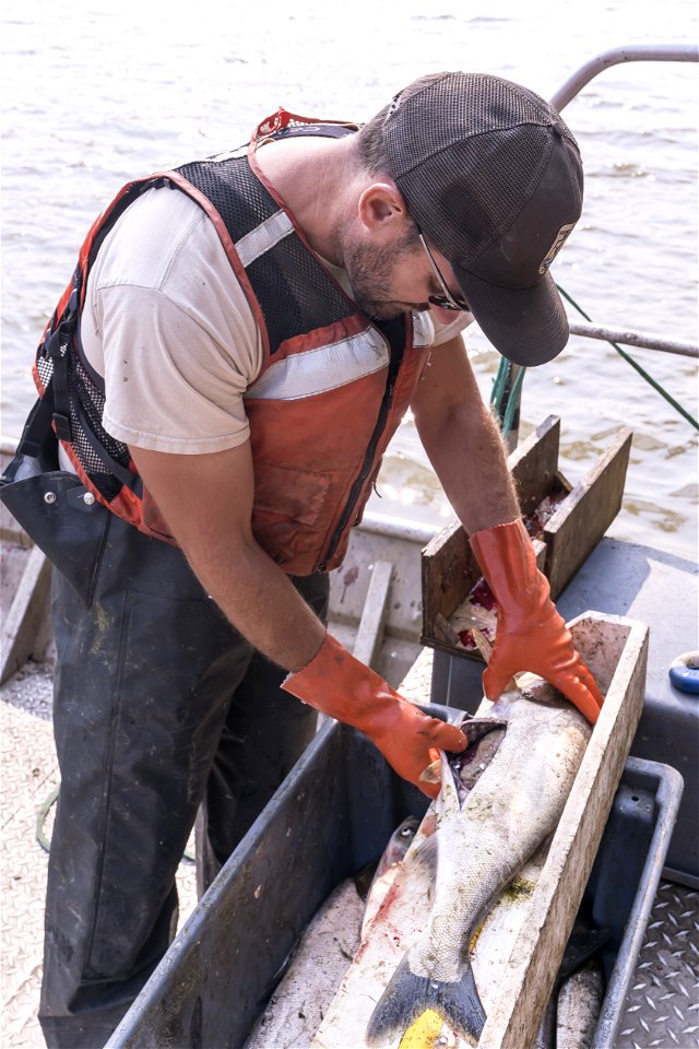 Invasive Carp Research on the James River in South Dakota. Photo: Sam Stukel (USFWS)