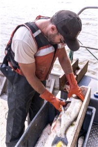Invasive Carp Research on the James River in South Dakota. Photo: Sam Stukel (USFWS)