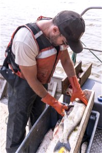 Invasive Carp Research on the James River in South Dakota. Photo: Sam Stukel (USFWS) photo