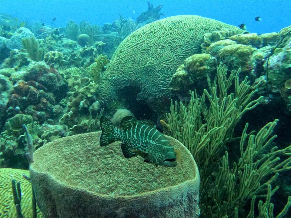Grouper in Barrel Sponge Bonaire