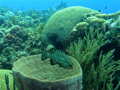 Grouper in Barrel Sponge Bonaire photo