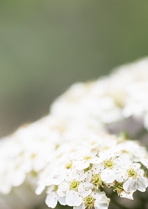 Anemone sylvestris (snowdrop anemone) photo